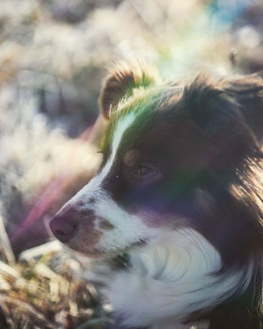 Die schöne Luzi genießt die letzten Sonnenstrahlen. - Sonnenstrahlen, miniaussie, Hund, dog, australiansheperd
