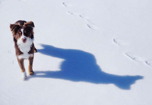 Luzi und ihr Schatten im Schnee. - schnee, Schatten, miniaussie, isny, Hund, dog, australiansheperd