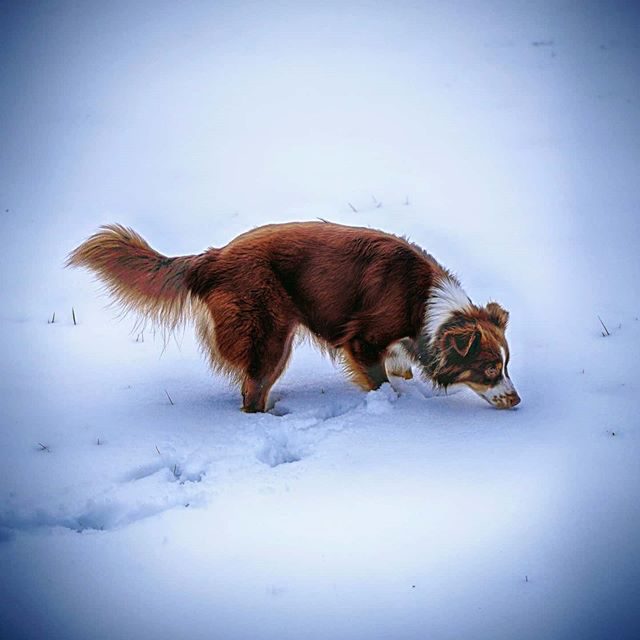 Luzi beschnuppert den Neuschnee. - Schnuppern, schnee, neuschnee, miniaussie, Hund, dog, australiansheperd
