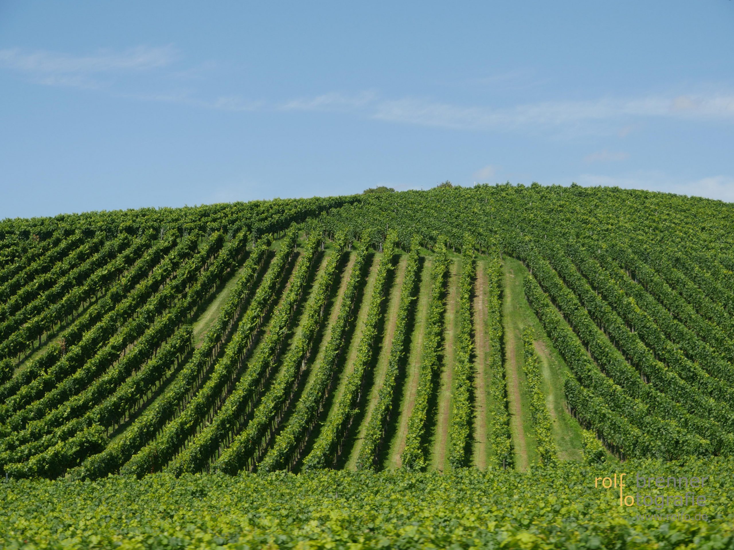 Weinfelder bei Birnau