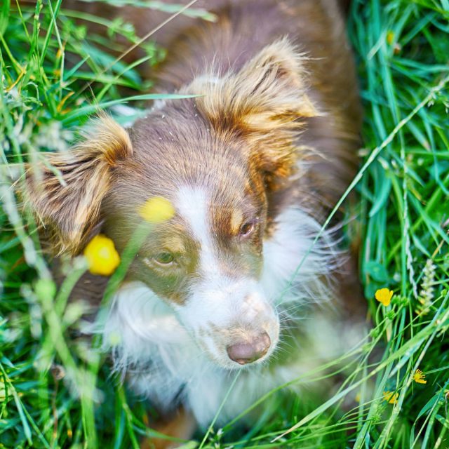 Luzi versteckt sich im hohen Gras. - miniaussie, kempten, Hund, dog, australiansheperd
