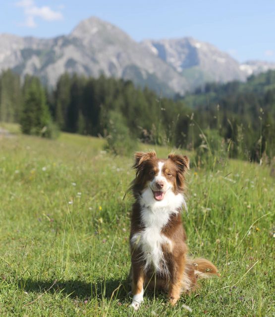 Luzi in den Bergen. - miniaussie, Hund, dog, australiansheperd, alpen, allgäu