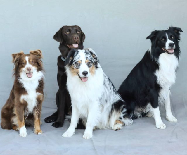 Luzi und ihre Freunde. - miniaussie, kempten, Hund, dog, australiansheperd, freundschaft, freunde
