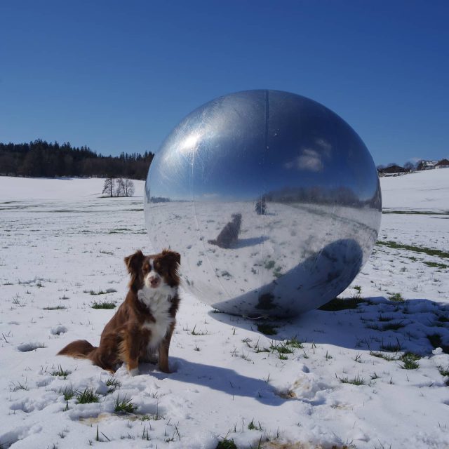 Luzi und der Silberball im Schnee. - miniaussie, kempten, Hund, dog, australiansheperd, silberball