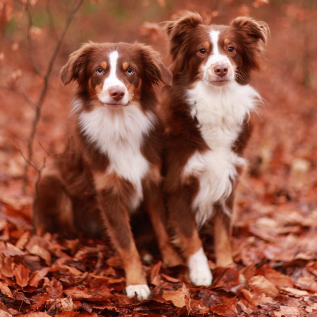 Read more about the article Lule und Luzi. #miniaussie #couple