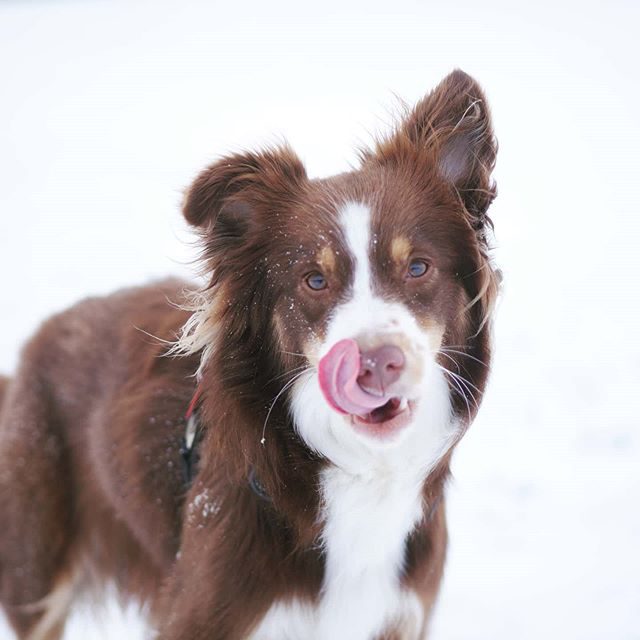 Schnee schmeckt solange er nicht gelb ist. - schnee, nichtgelb, miniaussie, Hund, geschmack, dog, australiansheperd