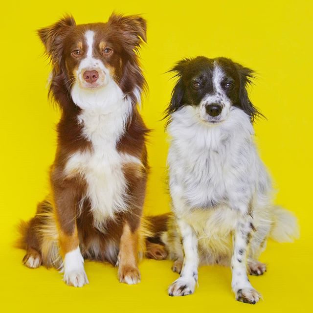 Bärli und Luzi beste Freundinnen. - zweiHunde, studio, miniaussie, Hund, dog, bärli, australiansheperd