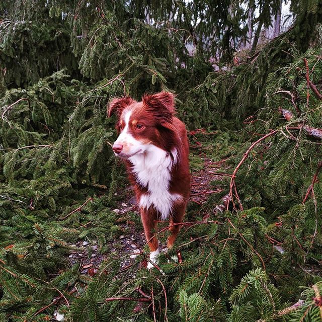 Luzi und der umgefallene Baum. - miniaussie, Hund, dog, australiansheper