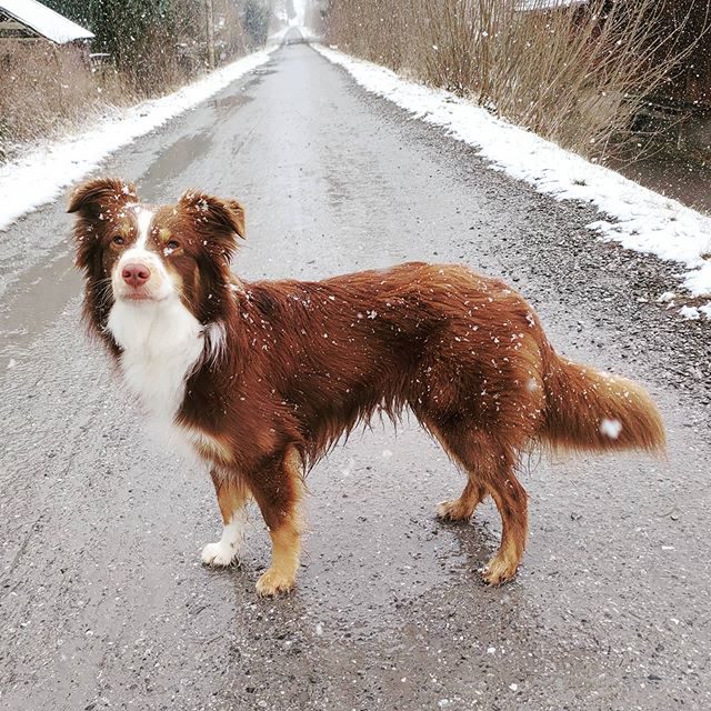 Luzi auf dem alten Bahndamm zwischen Kempten und Isny. - weg, schneefall, schnee, miniaussie, Hund, dog, bahndamm, australiansheperd