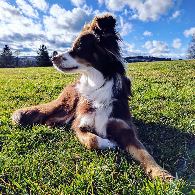 Luzi genießt die Sonne. - sonne, miniaussie, Hund, entspannung, dog, australiansheperd