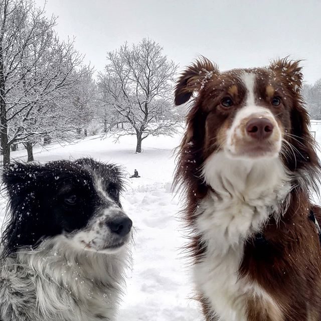 Bärli und Luzi im Hoefelmayrpark. - winter, schneefall, schnee, miniaussie, Hund, hoefelmayrpark, dog, bestfriends, bärli, australiansheperd