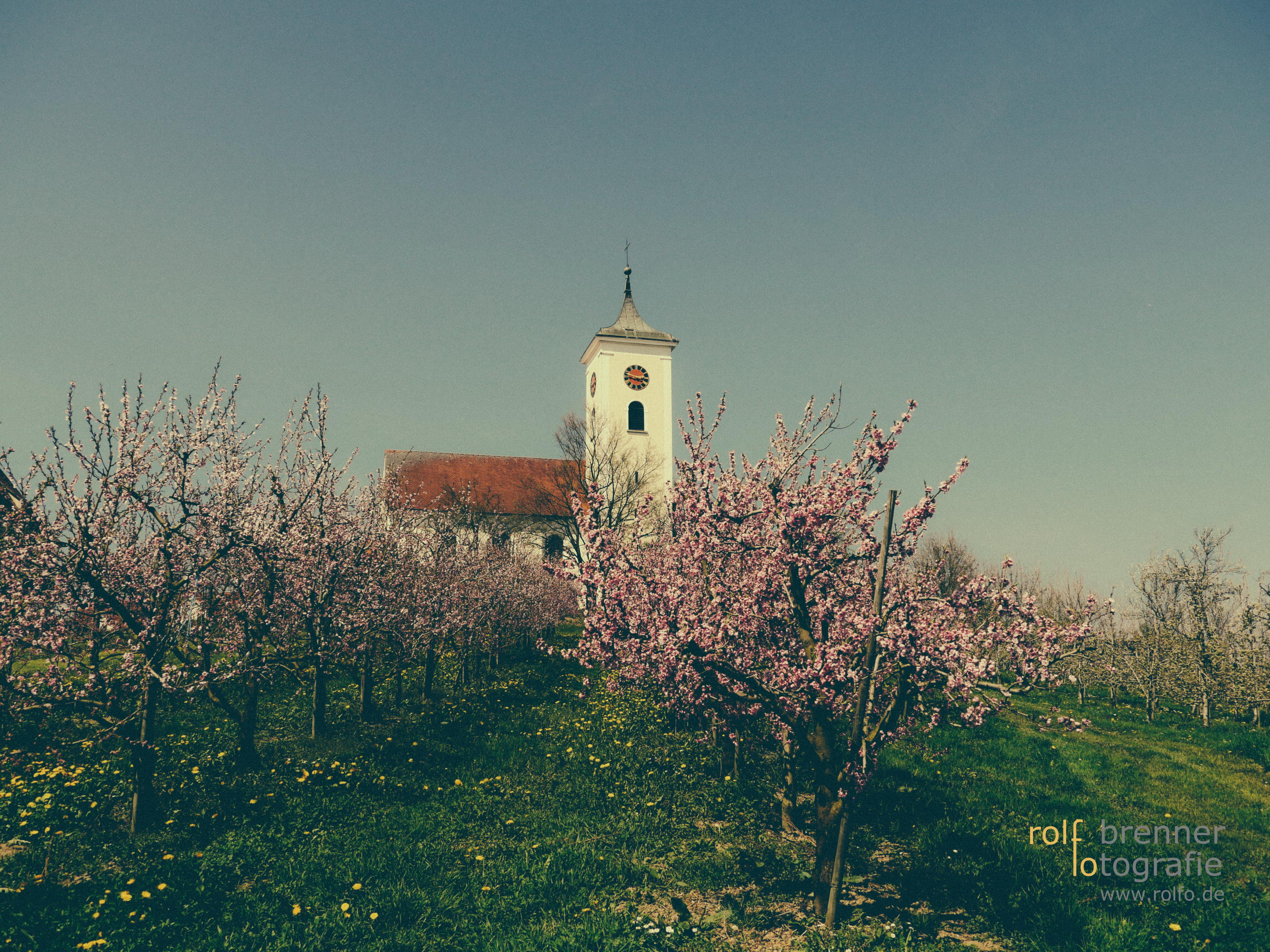 Pfirsich- und Kirschblüte am Bodensee