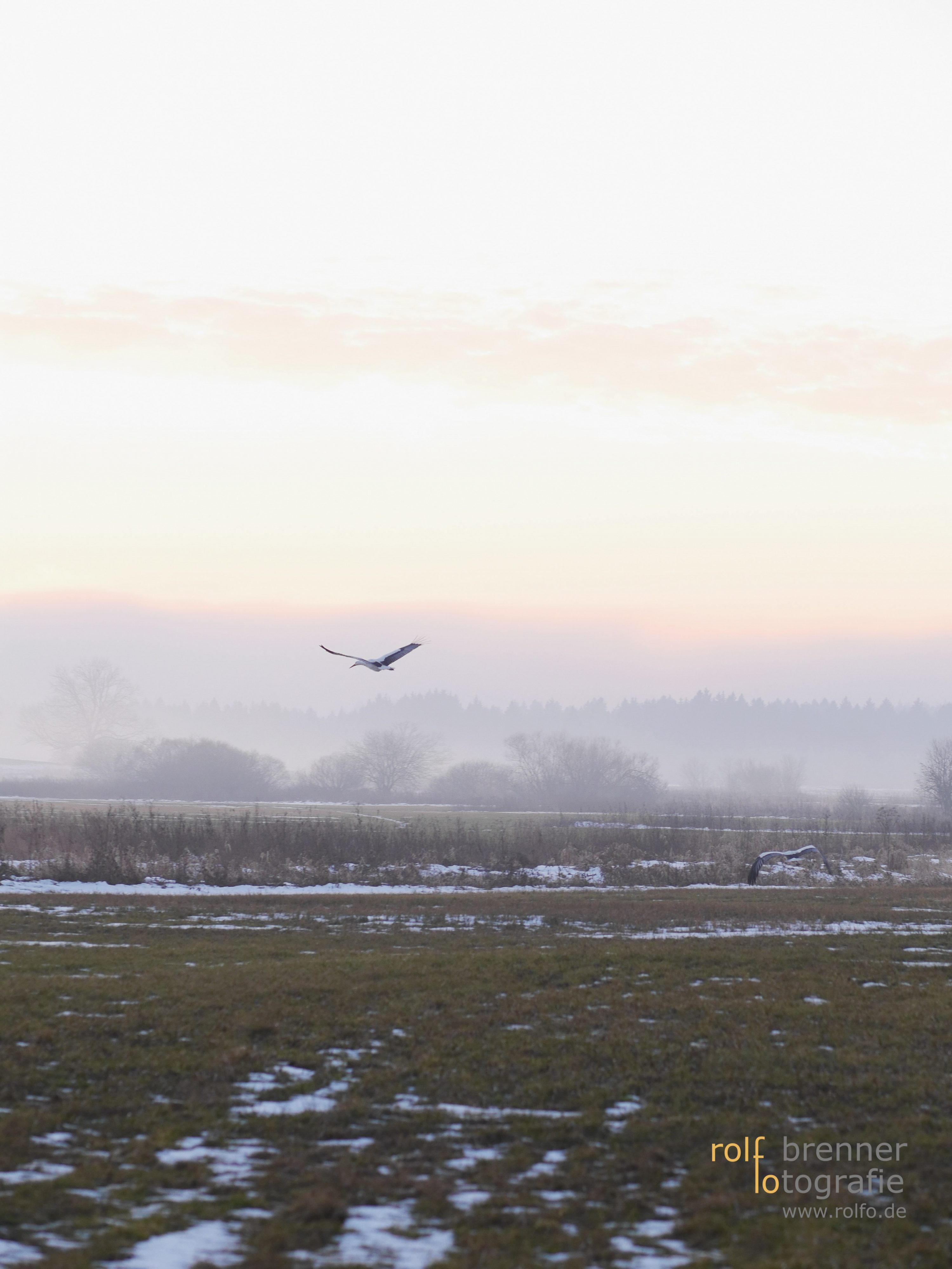 Storch fliegt über das winterliche Rotmoos