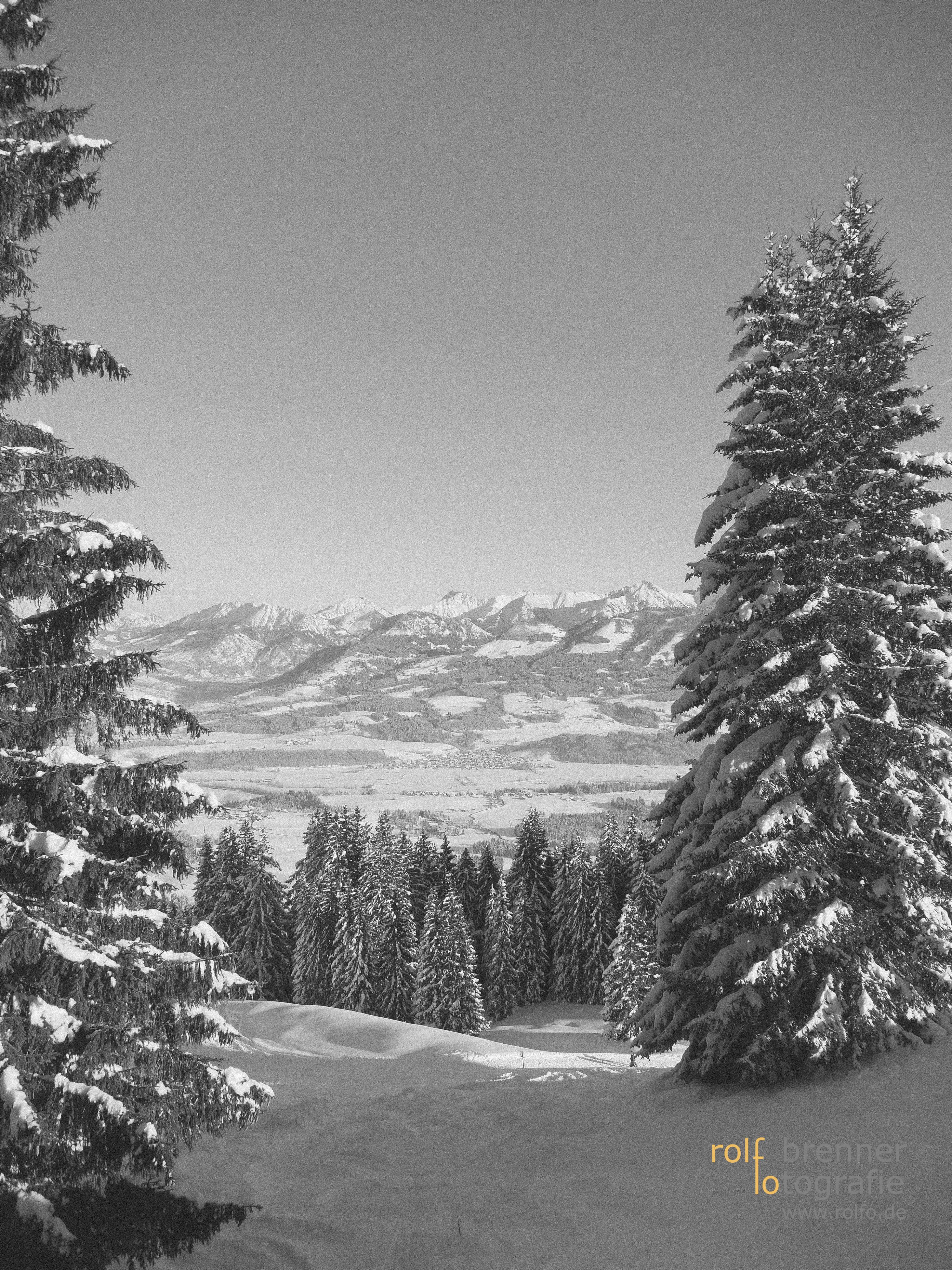 Blick durch winterliche Tannen auf das Allgäuer Alpen Panorama